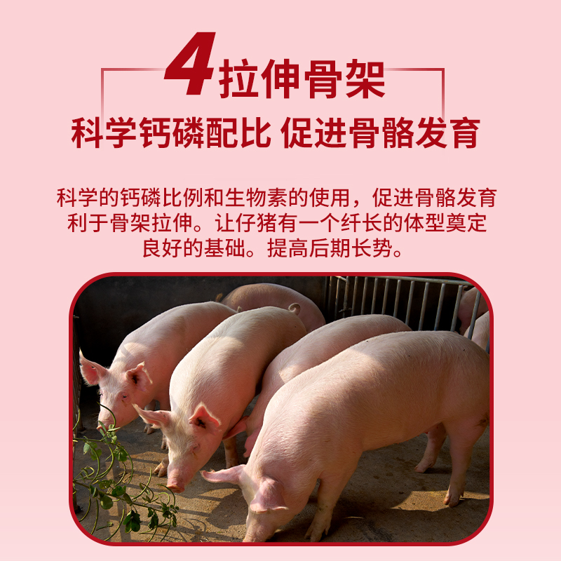 8%豬飼料小豬預混料金昊圓-金小豬 湖南基地發貨包郵到鄉鎮